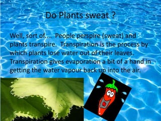 Do Plants sweat ?
Well, sort of.... People perspire (sweat) and
plants transpire. Transpiration is the process by
which plants lose water out of their leaves.
Transpiration gives evaporation a bit of a hand in
getting the water vapour back up into the air.
 