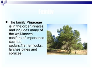 Family The family  Pinaceae  is in the order Pinales and includes many of the well-known conifers of importance such as cedars,firs,hemlocks, larches,pines and spruces. 