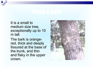 Trunk & Bark It is a small to medium size tree, exceptionally up to 10 m tall.  The bark is orange-red, thick and deeply fissured at the base of the trunk, and thin and flaky in the upper crown. 