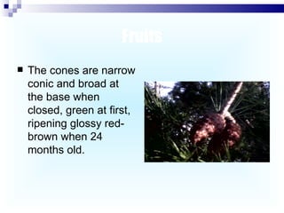 Fruits The cones are narrow conic and broad at the base when closed, green at first, ripening glossy red-brown when 24 months old.  