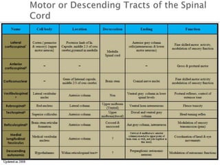 Spinal Cord Trauma and Disorders
• Severe damage to ventral root results in flaccid paralysis
• Skeletal muscles cannot mo...