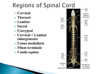  Cervical
 Thoracic
 Lumbar
 Sacral
 Coccygeal
 Cervical + Lumbar
enlargements
 Conus medullaris
 Filum terminale
...