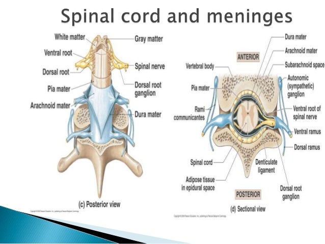 spinal cord