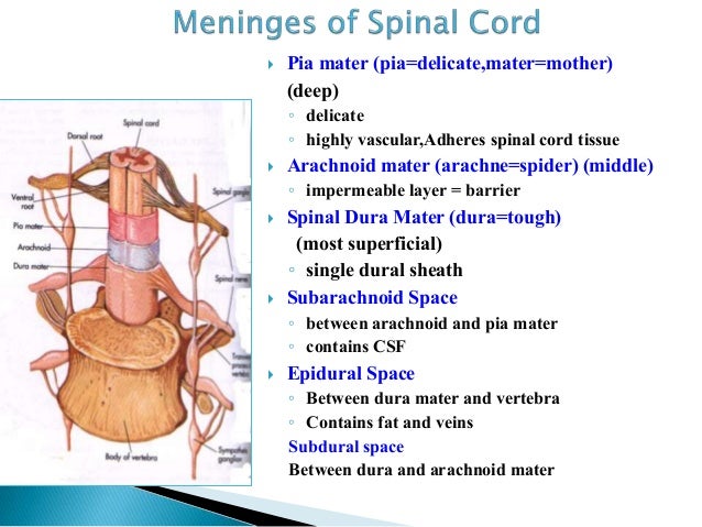 spinal cord