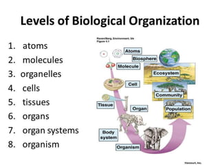 a simple presentation about Zoology | PPTX