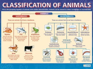 a simple presentation about Zoology | PPTX