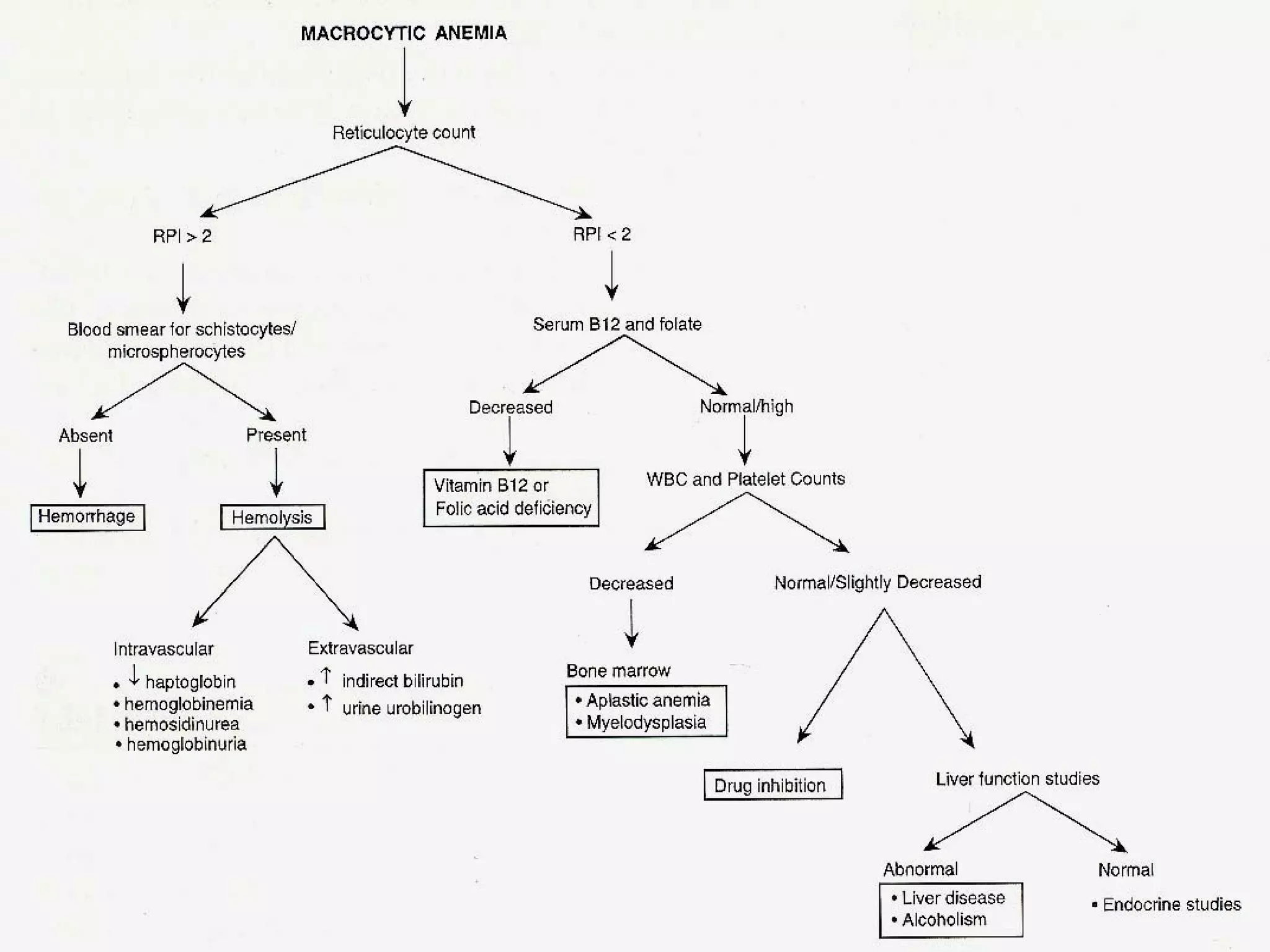 B12 фолийн хүчлийн дутагдлын анеми ppt | PPT