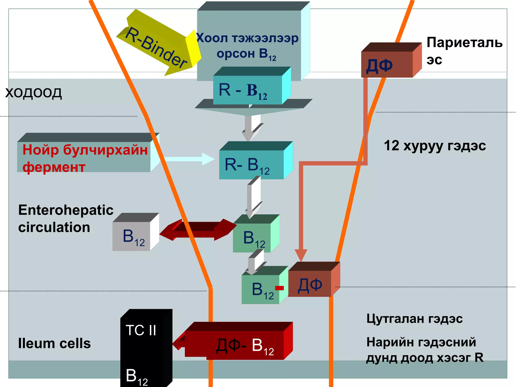 ходоод
Enterohepatic
circulation
Ileum cells
Нойр булчирхайн
фермент
Париеталь
эс
12 хуруу гэдэс
Хоол тэжээлээр
орсон B12
R-Binder
R - B12
R- B12
B12
B12
ДФB12
TC II
B12
Цутгалан гэдэс
Нарийн гэдэсний
дунд доод хэсэг R
ДФ
ДФ- B12
 