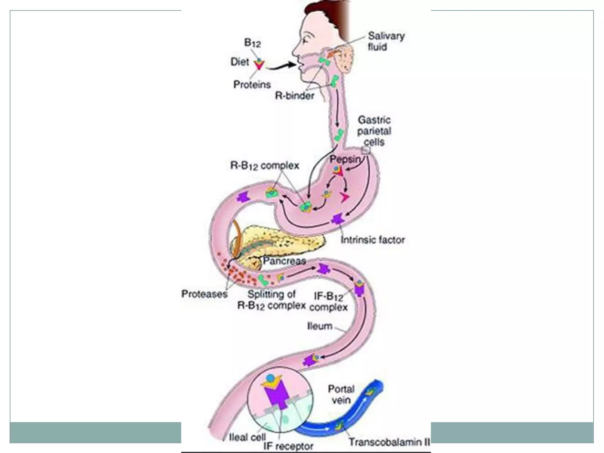 Absorption and
transport of vitamin
B12
 