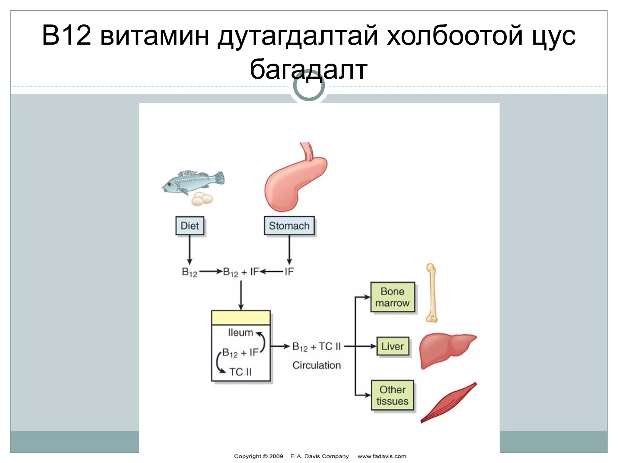 В12 витамин дутагдалтай холбоотой цус
багадалт
 