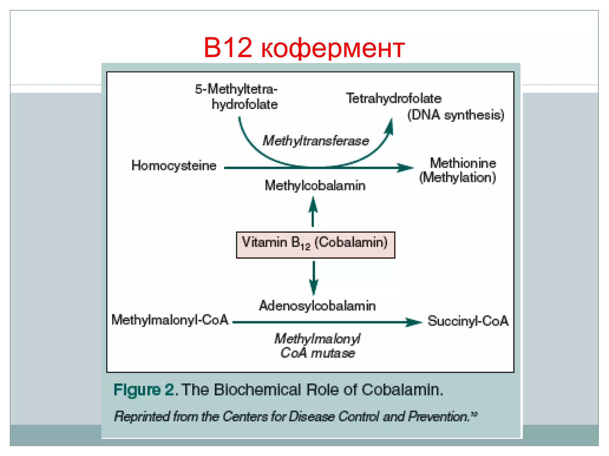 B12 кофермент
 