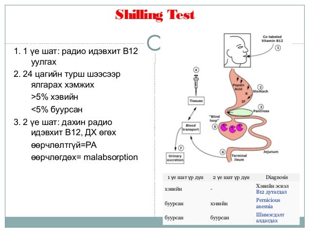B12 фолийн хүчлийн дутагдлын анеми ppt