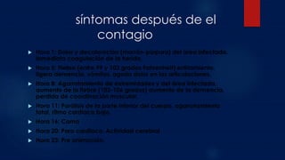 síntomas después de el
contagio
 Hora 1: Dolor y decoloración (marrón-púrpura) del área infectada.
Inmediata coagulación de la herida.
 Hora 5: Fiebre (entre 99 y 103 grados Fahrenheit) enfriamiento,
ligera demencia, vómitos, agudo dolor en las articulaciones.
 Hora 8: Agarrotamiento de extremidades y del área infectada,
aumento de la fiebre (103-106 grados) aumento de la demencia,
perdida de coordinación muscular.
 Hora 11: Parálisis de la parte inferior del cuerpo, agarrotamiento
total, ritmo cardiaco bajo.
 Hora 16: Coma
 Hora 20: Paro cardiaco, Actividad cerebral
 Hora 23: Pre animación.
 