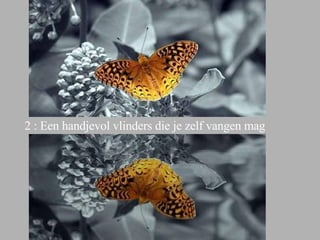 2 : Een handjevol vlinders die je zelf vangen mag 
