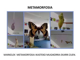 METAMORFOSIA
MARKELEK METAMORFOSIA IKASTEKO MUGIKORRA EKARRI ZUEN.
ARRAUTZAK
TXIMELETABELDARRA
KUSKUA