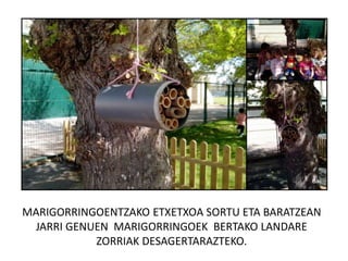 MARIGORRINGOENTZAKO ETXETXOA SORTU ETA BARATZEAN
JARRI GENUEN MARIGORRINGOEK BERTAKO LANDARE
ZORRIAK DESAGERTARAZTEKO.