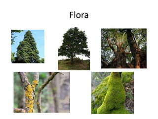 Flora
 