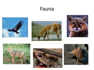 Fauna
 