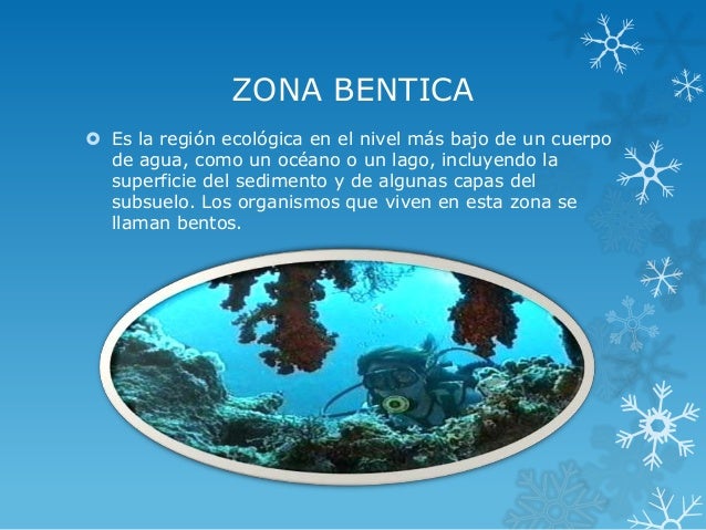 Zona béntica
