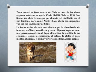 Zona central o Zona centro de Chile es una de las cinco
regiones naturales en que la Corfo dividió Chile en 1950. Sus
límites son el río Aconcagua por el norte y el río Biobío por el
sur. Limita al norte con el Norte Chico, al este con Argentina
y al sur con la Zona sur de Chile.
La fauna nativa de esta zona destaca por la abundancia de
insectos, anfibios, mamíferos y aves. Algunas especies son:
mariposas, coleópteros, el degú, el lauchón, la lauchita de los
espinos, el coipo, la comadreja, el culpeo, la chilla, el gato
montes, el quique, el puma y diversos roedores. Zorro culpeo.
 