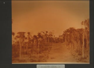 Acervo Firpo: Zona da mata