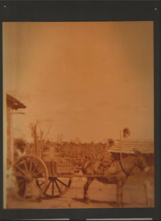 Acervo Firpo: Zona da mata