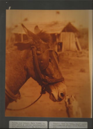 Acervo Firpo: Zona da mata