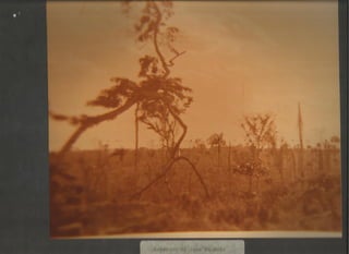 Acervo Firpo: Zona da mata