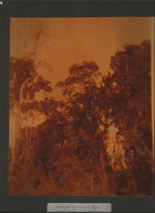 Acervo Firpo: Zona da mata