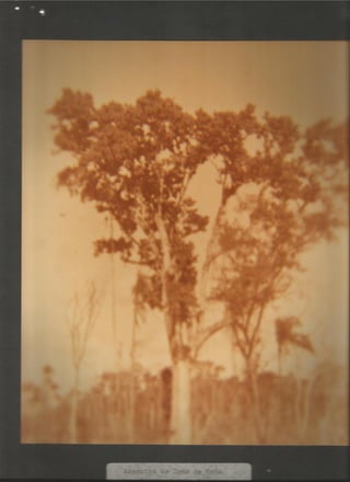 Acervo Firpo: Zona da mata