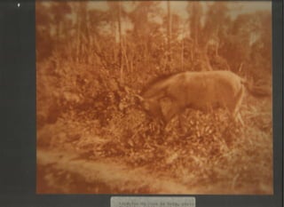 Acervo Firpo: Zona da mata