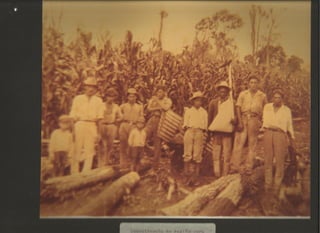 Acervo Firpo: Zona da mata