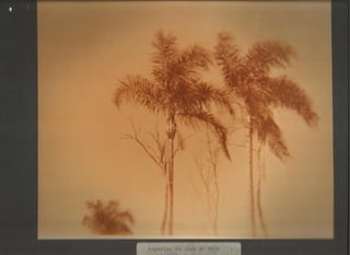 Acervo Firpo: Zona da mata