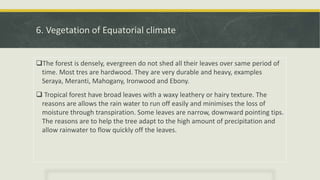 6. Vegetation of Equatorial climate
The forest is densely, evergreen do not shed all their leaves over same period of
time. Most tres are hardwood. They are very durable and heavy, examples
Seraya, Meranti, Mahogany, Ironwood and Ebony.
 Tropical forest have broad leaves with a waxy leathery or hairy texture. The
reasons are allows the rain water to run off easily and minimises the loss of
moisture through transpiration. Some leaves are narrow, downward pointing tips.
The reasons are to help the tree adapt to the high amount of precipitation and
allow rainwater to flow quickly off the leaves.
 