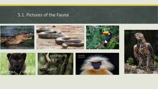 5.1. Pictures of the Fauna
 