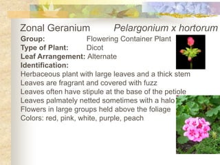 Zonal Geranium	  Pelargonium x hortorum Group:		Flowering Container Plant Type of Plant:	Dicot Leaf Arrangement: Alternate Identification: Herbaceous plant with large leaves and a thick stem Leaves are fragrant and covered with fuzz Leaves often have stipule at the base of the petiole Leaves palmately netted sometimes with a halo Flowers in large groups held above the foliage Colors: red, pink, white, purple, peach 