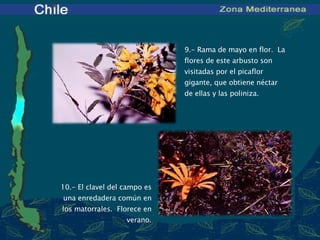 9 .- Rama de mayo en flor.  La flores de este arbusto son visitadas por el picaflor gigante, que obtiene néctar de ellas y las poliniza. 10 .- El clavel del campo es una enredadera común en los matorrales.  Florece en verano.   