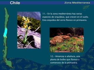 11 .- En la zona mediterránea hay varias especies de orquídeas, que crecen en el suelo.  Esta orquídea del cerro florece en primavera. 12 .- Amancay o añañuca, una planta de bulbo que florece a comienzos de la primavera.   