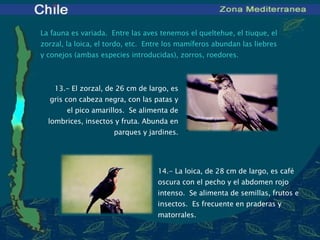 La fauna es variada.  Entre las aves tenemos el queltehue, el tiuque, el zorzal, la loica, el tordo, etc.  Entre los mamíferos abundan las liebres y conejos (ambas especies introducidas), zorros, roedores.   13 .- El zorzal, de 26 cm de largo, es gris con cabeza negra, con las patas y el pico amarillos.  Se alimenta de lombrices, insectos y fruta. Abunda en parques y jardines. 14 .- La loica, de 28 cm de largo, es café oscura con el pecho y el abdomen rojo intenso.  Se alimenta de semillas, frutos e insectos.  Es frecuente en praderas y matorrales. 