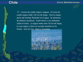 17 .- Cisnes de cuello negro y taguas.  El cisne de cuello negro mide 120 cm de largo.  Vive la mayor parte del tiempo flotando en el agua.  Se alimenta de plantas acuáticas.  Suele llevar a sus polluelos sobre el lomo.  La tagua mide unos 50 cm de largo, es casi negra y tiene un escudo amarillo en la frente.  Vive en ríos, lagos y estuarios.   