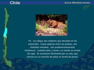 18 .- Los degus son roedores que abundan en los matorrales.  Cavan galerías entre las piedras, con múltiples entradas.  Son predominantemente herbívoros.  Cuando salen a comer, un macho se instala de vigía.  Se reconocen fácilmente por su cola, que termina en un mechón de pelos en forma de pincel.   