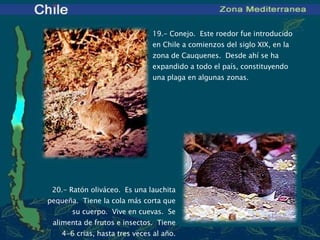 20 .- Ratón oliváceo.  Es una lauchita pequeña.  Tiene la cola más corta que su cuerpo.  Vive en cuevas.  Se alimenta de frutos e insectos.  Tiene 4-6 crías, hasta tres veces al año. 19 .- Conejo.  Este roedor fue introducido  en  Chile a comienzos del siglo XIX, en la zona de Cauquenes.  Desde ahí se ha expandido a todo el país, constituyendo una plaga en algunas zonas. 