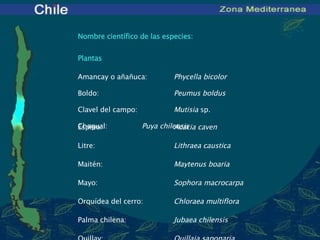 Nombre científico de las especies: Plantas Amancay o añañuca:  Phycella bicolor Boldo:  Peumus boldus Clavel del campo:  Mutisia  sp. Chagual:  Puya chilensis     Espino:  Acacia caven Litre:  Lithraea caustica Maitén:  Maytenus boaria Mayo:  Sophora macrocarpa Orquídea del cerro:  Chloraea multiflora Palma chilena:  Jubaea chilensis Quillay:  Quillaja saponaria   