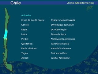 Animales Cisne de cuello negro:  Cygnus melanocorypha Conejo:  Oryctolagus cuniculus Degu:  Octodon degus Loica:  Sturnella loyca Perdiz:  Nothoprocta perdicaria Queltehue:  Vanellus chilensis Ratón oliváceo:  Abrothrix olivaceus Tagua:  Fulica armillata Zorzal:  Turdus falcklandii 