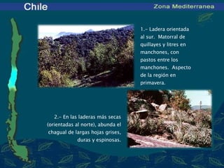 1.- Ladera orientada al sur.  Matorral de quillayes y litres en manchones, con pastos entre los manchones.  Aspecto de la región en primavera. 2.- En las laderas más secas (orientadas al norte), abunda el chagual de largas hojas grises, duras y espinosas. 