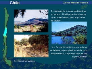 3 .- Aspecto de la zona mediterránea en verano.  El follaje de los arbustos se mantiene verde, pero el pasto se ha secado. 4 .- Estepa de espinos, característica de laderas bajas y planicies de la zona mediterránea.  En primer lugar se ven espinos en flor.   5 .- Espinal en verano 