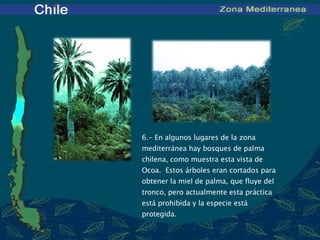 6 .- En algunos lugares de la zona mediterránea hay bosques de palma chilena, como muestra esta vista de Ocoa.  Estos árboles eran cortados para obtener la miel de palma, que fluye del tronco, pero actualmente esta práctica está prohibida y la especie está protegida. 