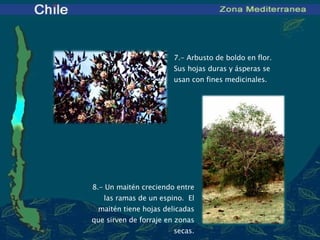 7 .- Arbusto de boldo en flor.  Sus hojas duras y ásperas se usan con fines medicinales.   8 .- Un maitén creciendo entre las ramas de un espino.  El maitén tiene hojas delicadas que sirven de forraje en zonas secas. 