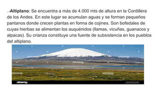 . -Altiplano: Se encuentra a más de 4.000 mts de altura en la Cordillera
de los Andes. En este lugar se acumulan aguas y se forman pequeños
pantanos donde crecen plantas en forma de cojines. Son bofedales de
cuyas hierbas se alimentan los auquénidos (llamas, vicuñas, guanacos y
alpacas). Su crianza constituye una fuente de subsistencia en los pueblos
del altiplano.
 