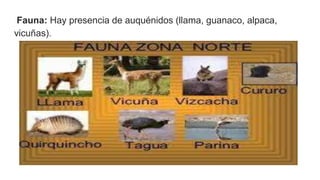 Fauna: Hay presencia de auquénidos (llama, guanaco, alpaca,
vicuñas).
 